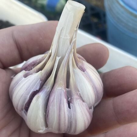 Turkish Red, Garlic Bulbs - 1/4 Pound image number null